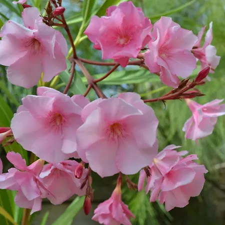 Mountview 팜스테이 *