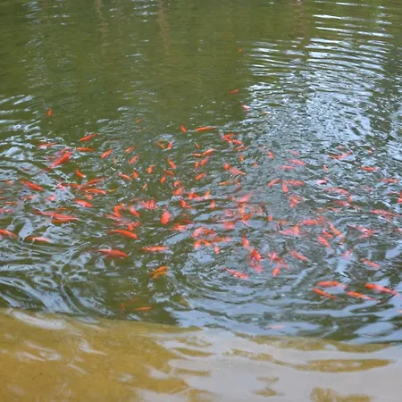 Mountview Séjour à la ferme