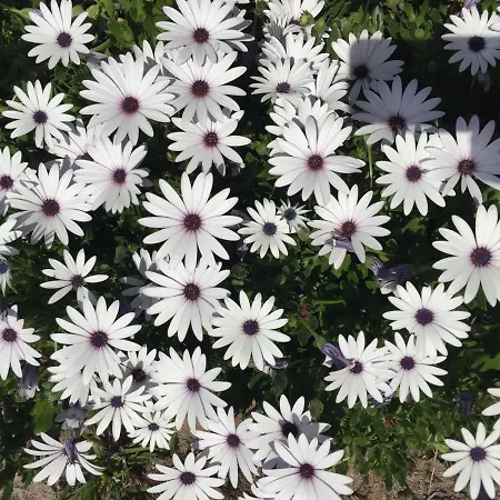 Mountview 팜스테이