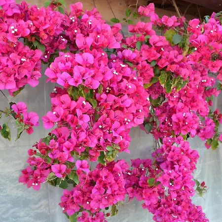 Mountview 팜스테이 알렌쿠어