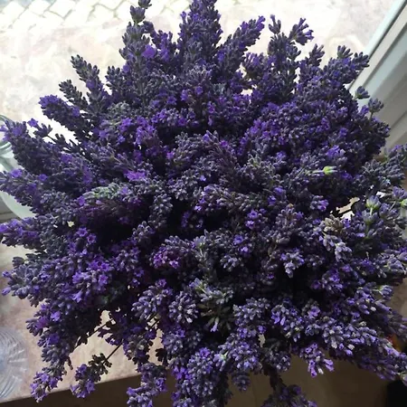 Séjour à la ferme Mountview Alenquer