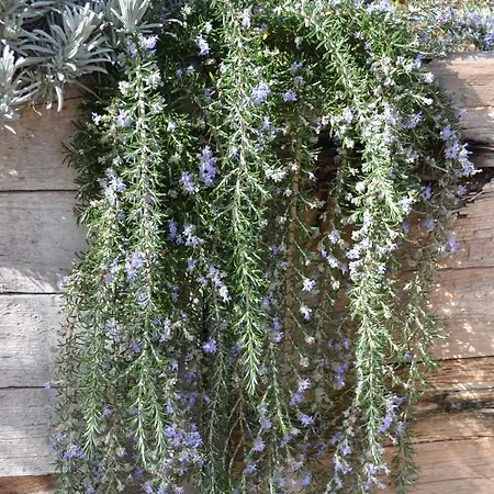 Mountview Séjour à la ferme