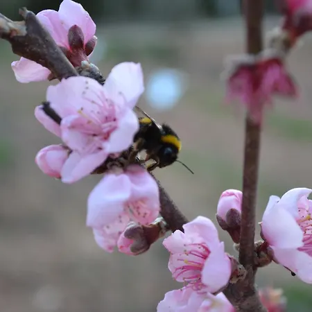 Mountview Séjour à la ferme