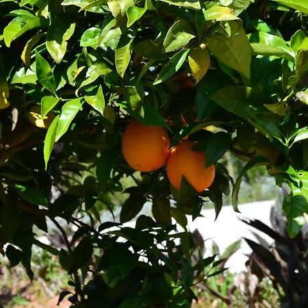 Mountview Séjour à la ferme