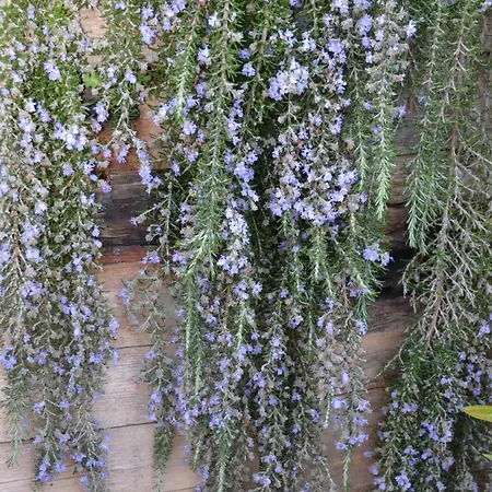 Séjour à la ferme Mountview Alenquer