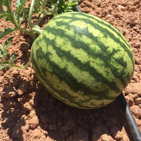 Séjour à la ferme Mountview