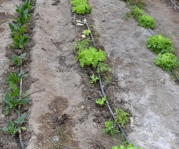 Mountview Gospodarstwo agroturystyczne *