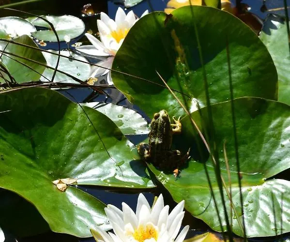 Gospodarstwo agroturystyczne Mountview *