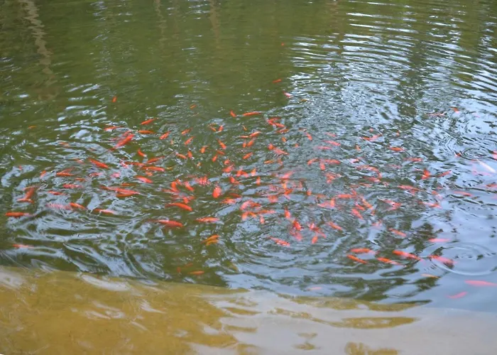 Mountview Gospodarstwo agroturystyczne