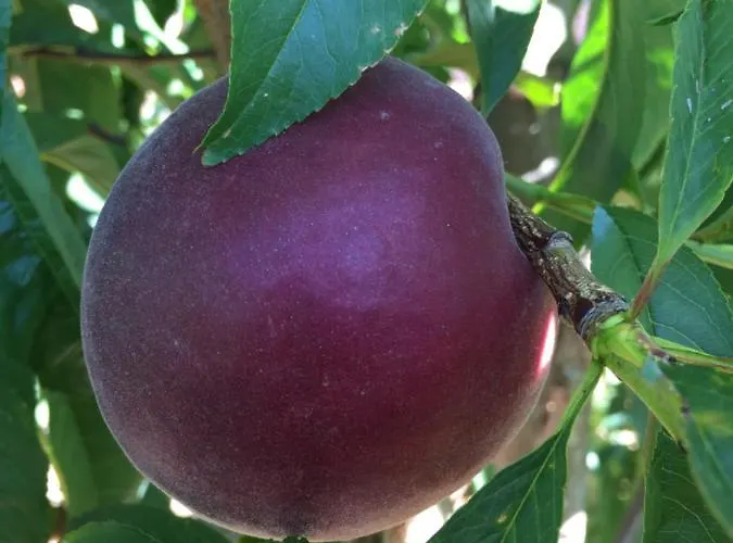 Gospodarstwo agroturystyczne Mountview *