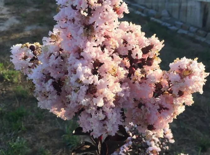 Gospodarstwo agroturystyczne Mountview Alenquer