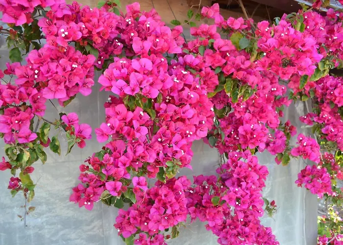 Mountview Gospodarstwo agroturystyczne Alenquer