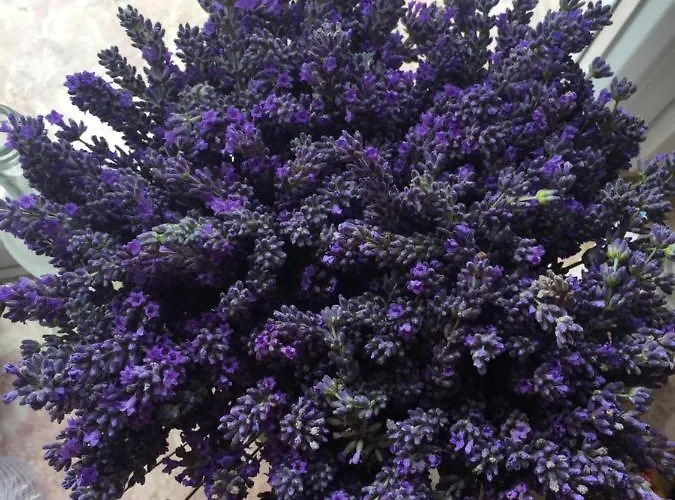 Gospodarstwo agroturystyczne Mountview Alenquer