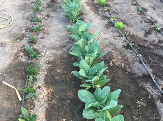 Mountview Gospodarstwo agroturystyczne Alenquer