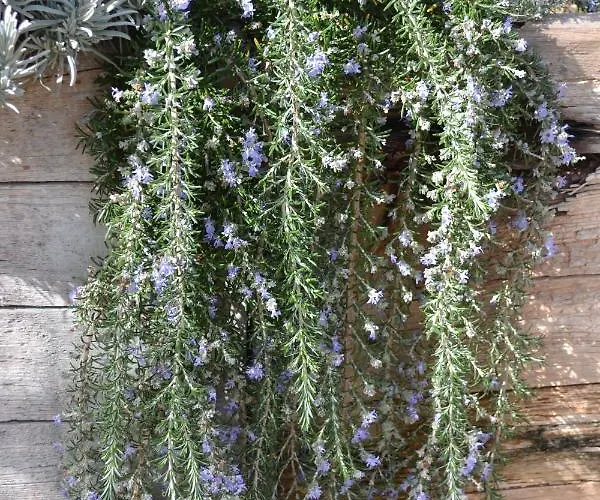 Mountview Gospodarstwo agroturystyczne