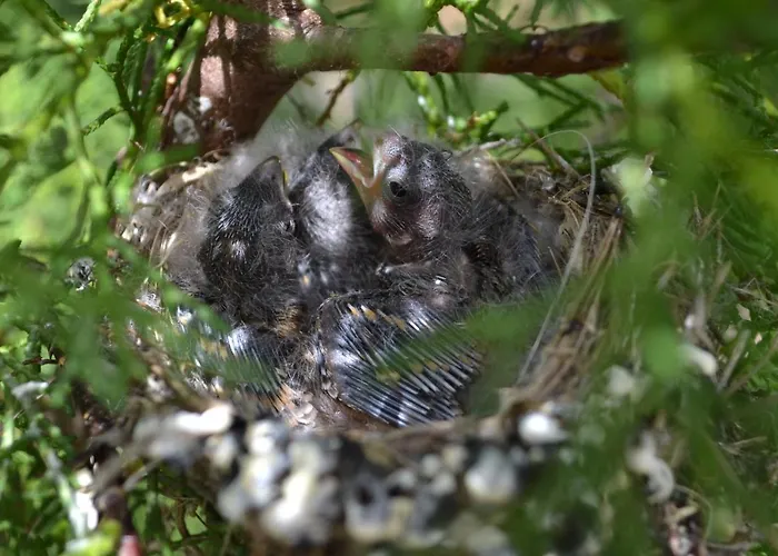 Gospodarstwo agroturystyczne Mountview