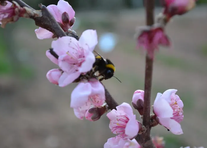 Mountview Gospodarstwo agroturystyczne