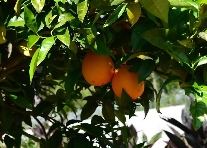 Mountview Gospodarstwo agroturystyczne