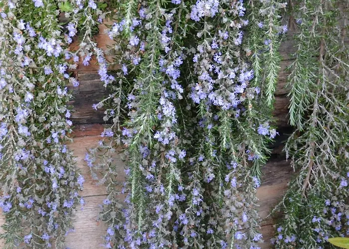 Gospodarstwo agroturystyczne Mountview Alenquer