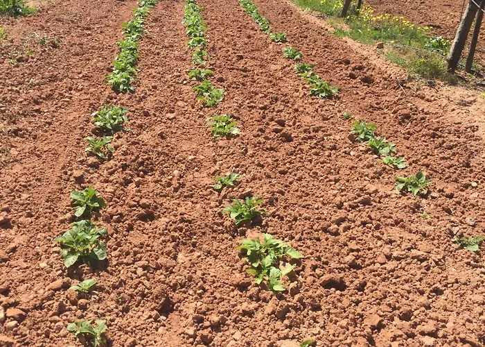 Mountview Farm stay Alenquer