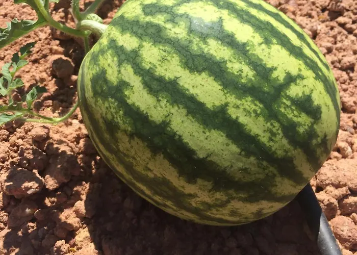 Gospodarstwo agroturystyczne Mountview